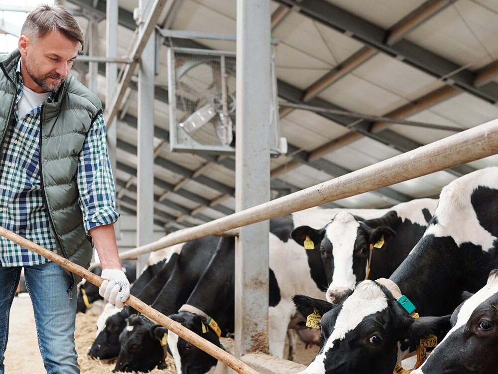 site web et seo boissinot elevage