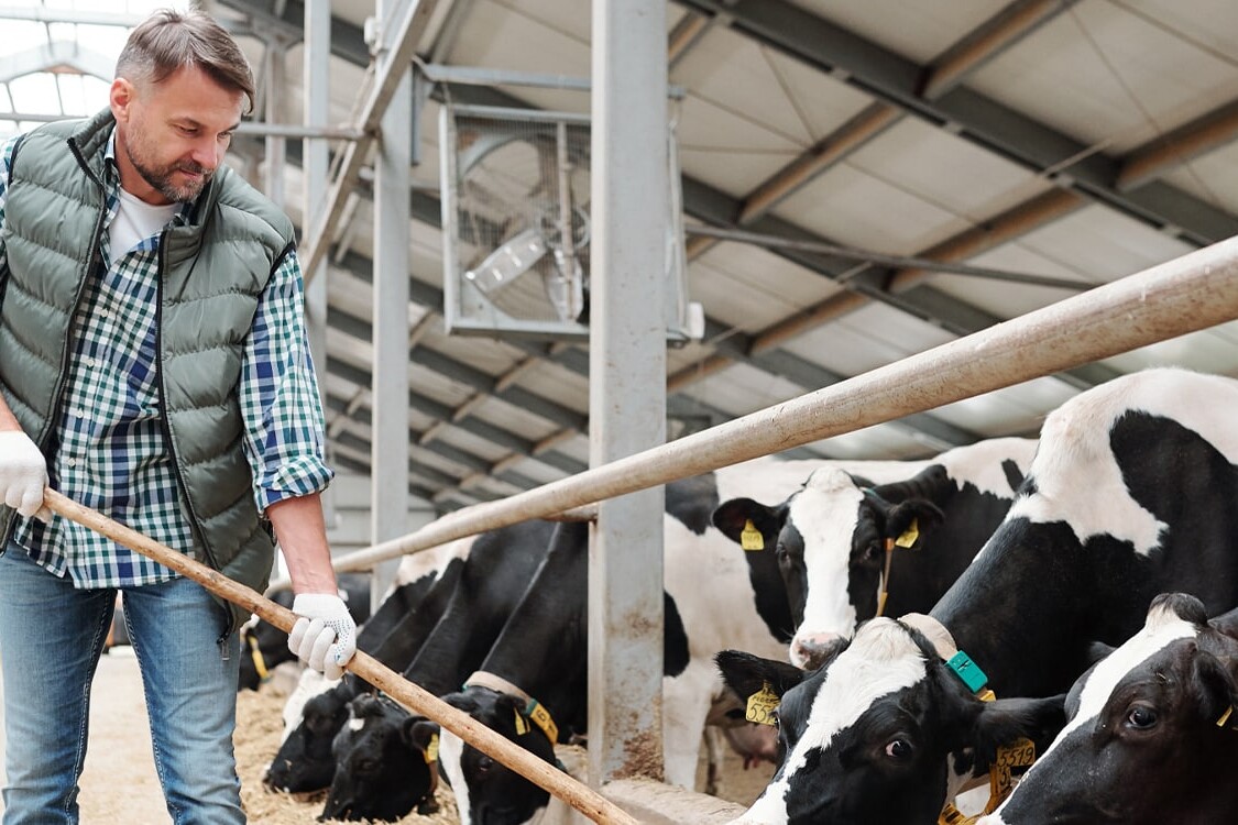 site web et seo boissinot elevage