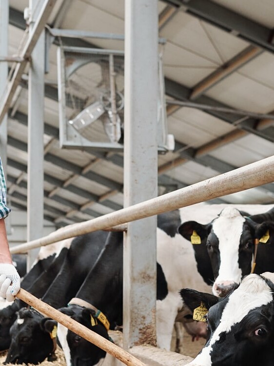 site web et seo boissinot elevage