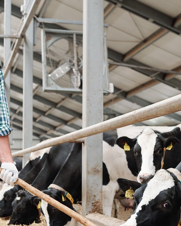 site web et seo boissinot elevage