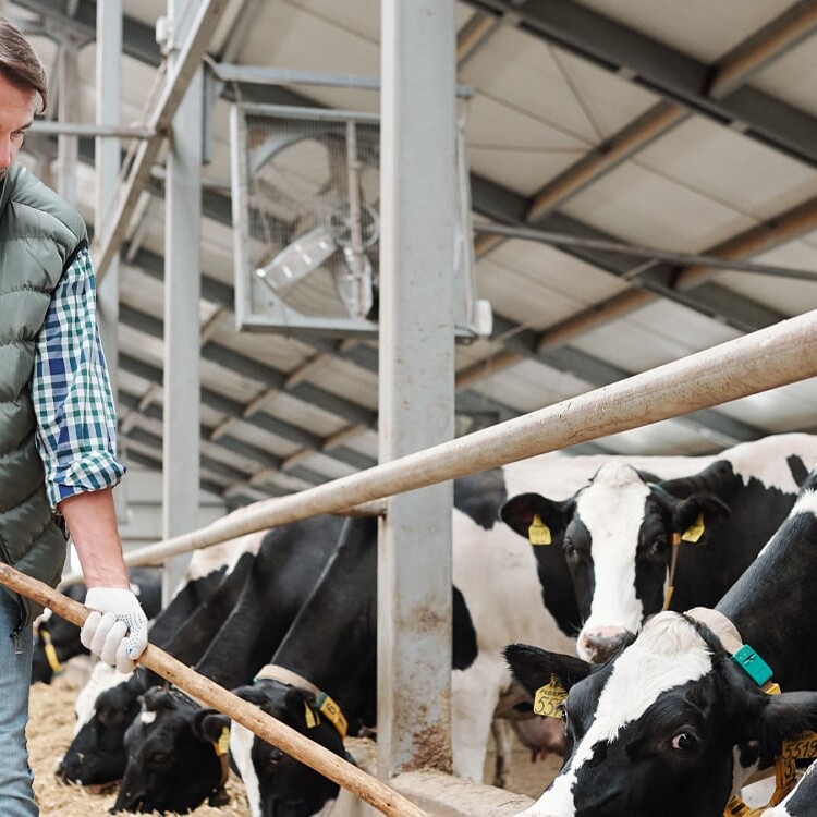 site web et seo boissinot elevage